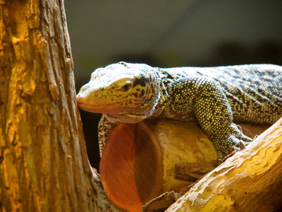 [Front half (head and two front legs) of a lizard with yellow and black scaley skin sitting on a small log.]